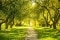 L'illustration représente un chemin éclairé par le soleil, avec des arbres tout du long comme symbole de la durabilité.