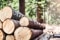 Bûches empilées dans une forêt (photo : © Krasula / Shutterstock.com)